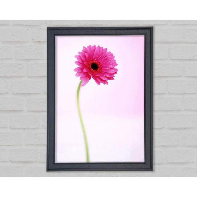 Pink on Pink Gerbera - Single Picture Frame Art Prints Ebern Designs Size: 42cm H x 29.7cm W on Productcaster.