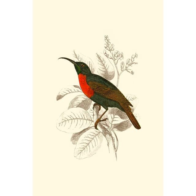 Jardine Hummingbird III by Sir William Jardine - Wrapped Canvas Graphic Art Rosalind Wheeler Size: 30cm H x 20cm W x 3.8cm D on Productcaster.