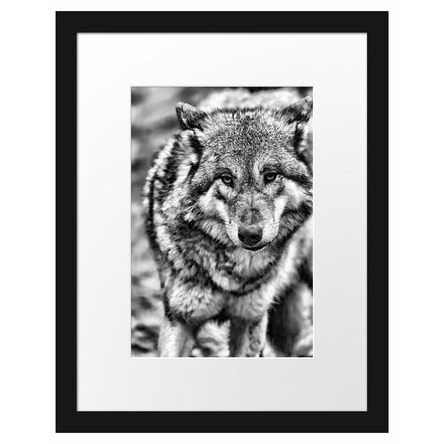 Gerahmtes Poster Scheuer Wolf East Urban Home Größe: 38 cm H x 30 cm B on Productcaster.