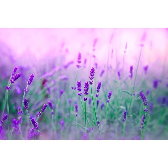 Lavender In My Garden by PhotoIris2021 - Wrapped Canvas Print August Grove Size: 51cm H x 76cm W on Productcaster.