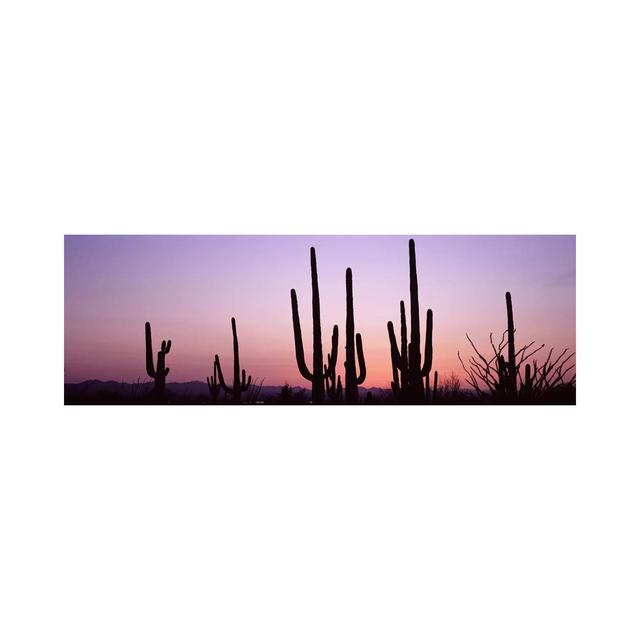 Silhouette Of Saguaro Cacti (Carnegiea Gigantea) On A Landscape, Saguaro National Park, Tucson, Pima County, Arizona, USA #3 Gracie Oaks Size: 50.8cm on Productcaster.