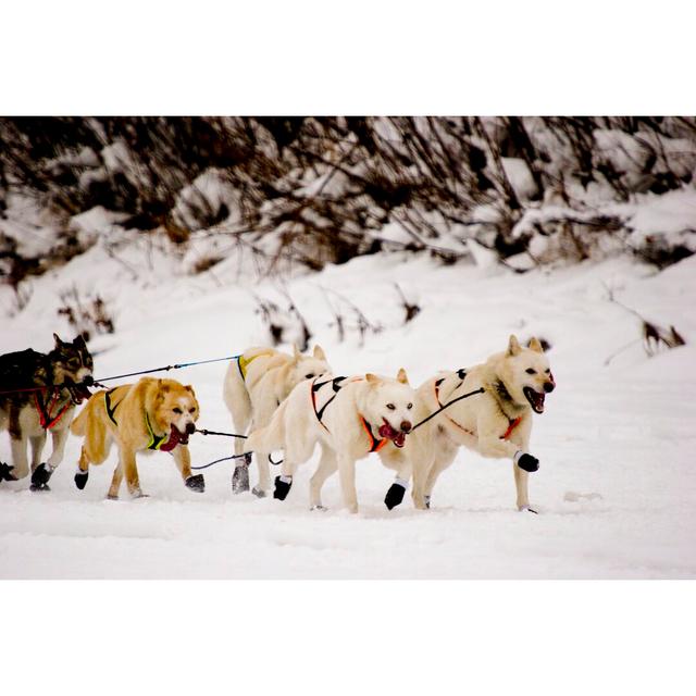 A Group of Snow Dogs Pulling a Sleigh Together by Romko Chuk - Wrapped Canvas Photograph Union Rustic Size: 81.28cm H x 121.92cm W on Productcaster.