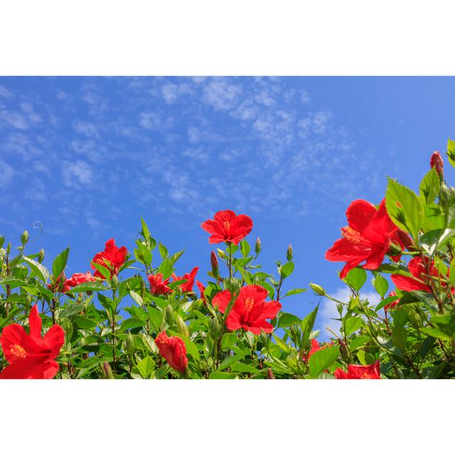 Hibiscus Flowers Blooming by Norimoto - Wrapped Canvas Photograph 17 Stories Size: 81cm H x 122cm W on Productcaster.