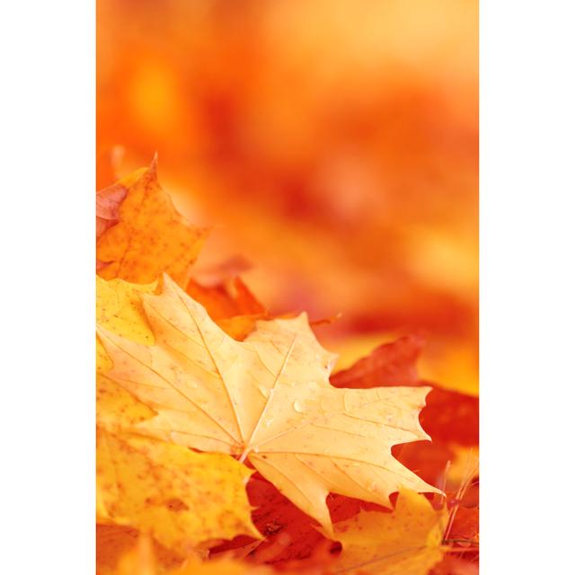 Autumn Background by Bgfoto - No Frame Print on Canvas 17 Stories Size: 91cm H x 61cm W on Productcaster.