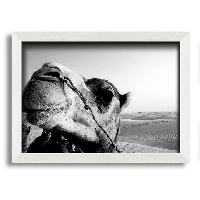 Bulma Heres Looking at You Camel - Single Picture Frame Art Prints Gracie Oaks Size: 21cm H x 29.7cm W x 10cm D on Productcaster.