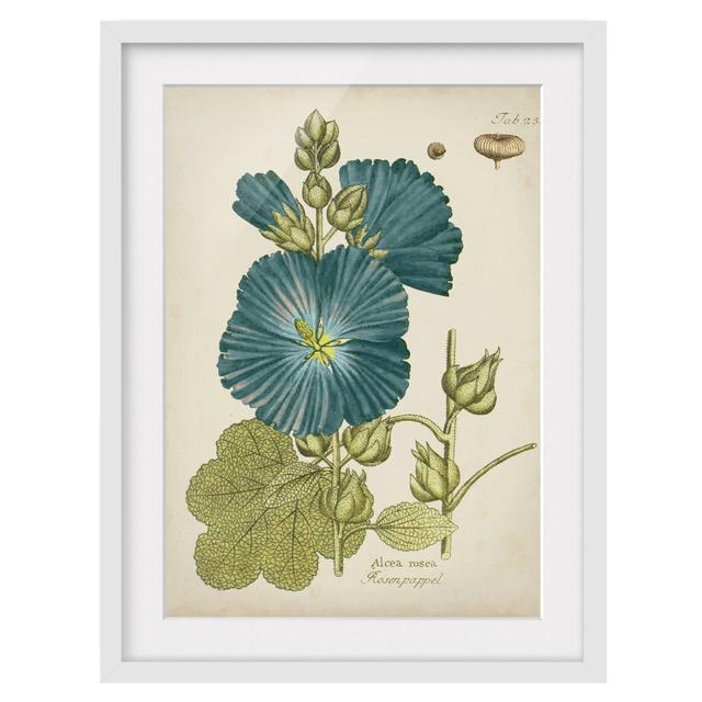 Vintage Botany in Blue Rose Poplar - Picture Frame Graphic Art Marlow Home Co. Size: 70cm H x 50cm W x 2cm D, Frame Option: White Framed on Productcaster.