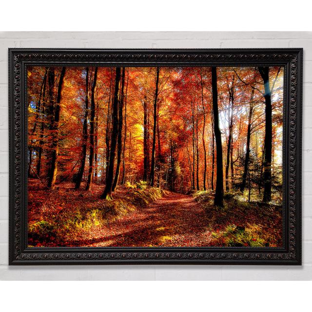 Fall Forest Path - Single Picture Frame Art Prints Bright Star Size: 21cm H x 29.7cm W x 3cm D on Productcaster.