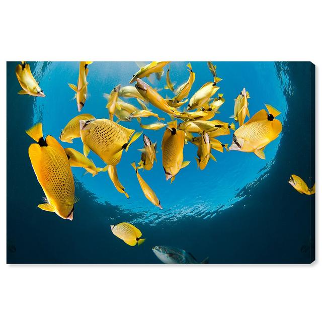 'Milletseed Butterfly Fish' Framed Photographic Print on Canvas Oliver Gal Size: 25.4cm H x 38.1cm W on Productcaster.