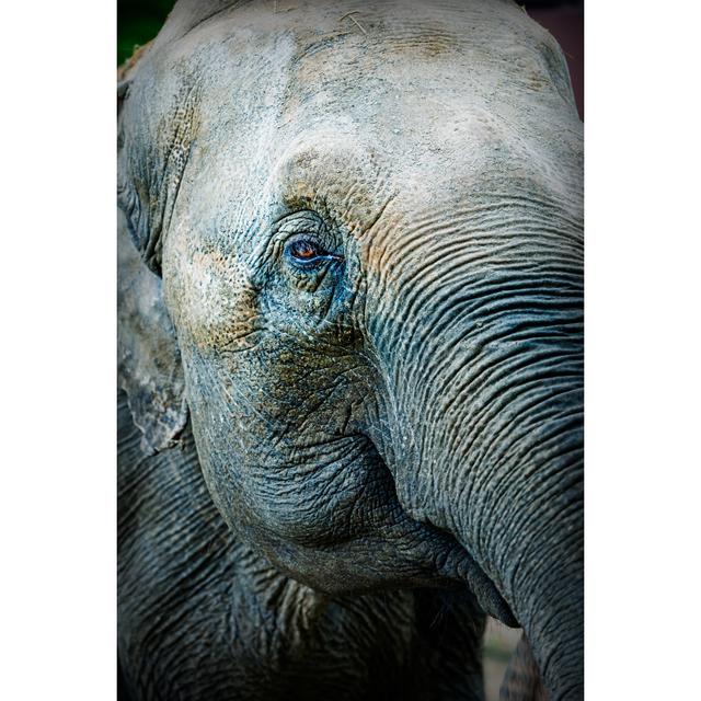 Close Up Of An Asian Elephant - Wrapped Canvas Art Prints 17 Stories Size: 30cm H x 20cm W x 3.8cm D on Productcaster.