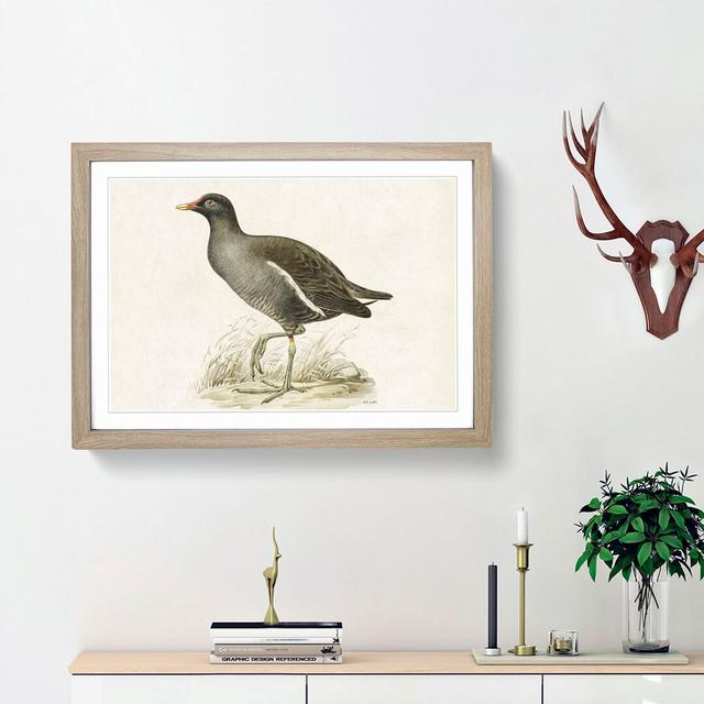 Common Moorhen by Von Wright - Picture Frame Painting Print East Urban Home Frame Option: Oak Framed, Size: 48cm H x 65cm W x 2cm D on Productcaster.