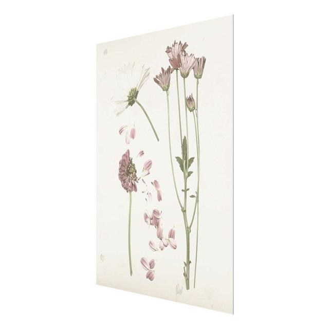 Herbarium in Pink III - Graphic Art Print on Glass East Urban Home Size: 100 cm H x 75 cm W on Productcaster.