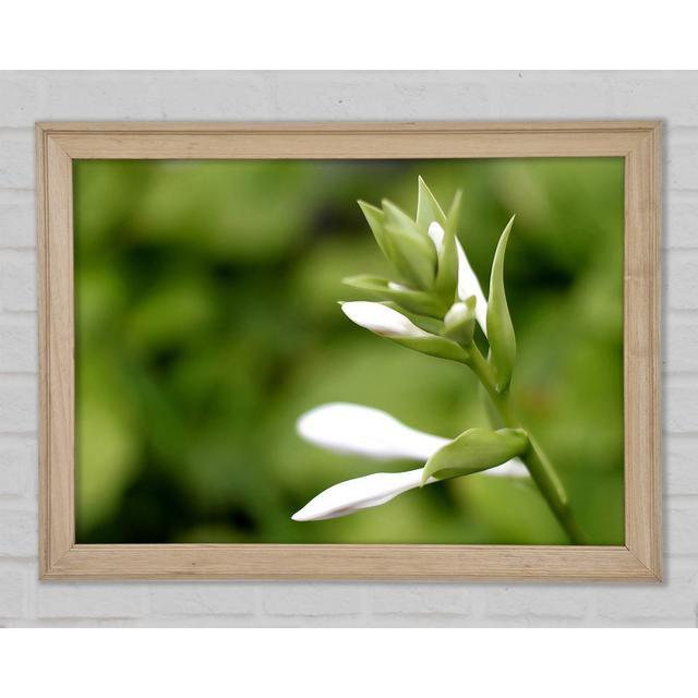 Soft White N Greens - Print Ebern Designs Size: 21cm H x 29.7cm W x 1.5cm D on Productcaster.