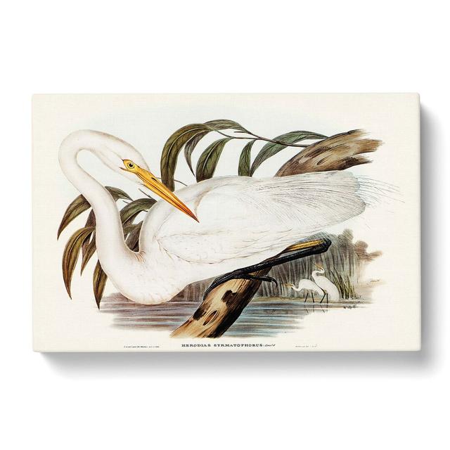 Australian Egret by Elizabeth Gould - Wrapped Canvas Painting Pint East Urban Home Size: 40cm H x 60cm W x 3cm D on Productcaster.