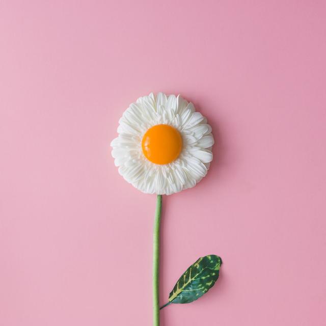 Daisy Flower with Egg Yolk by Ivan101 - Wrapped Canvas Photograph Latitude Run Size: 91cm H x 91cm W on Productcaster.