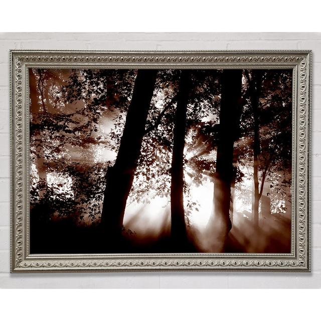 Sunrays Through The Woodland Brown Framed Print Union Rustic Size: 21cm H x 29.7cm W on Productcaster.