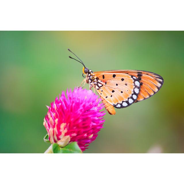 Ashim Butterfly by Beerphotographer - Wrapped Canvas Photograph Latitude Run Size: 81cm H x 122cm W x 3.8cm D on Productcaster.