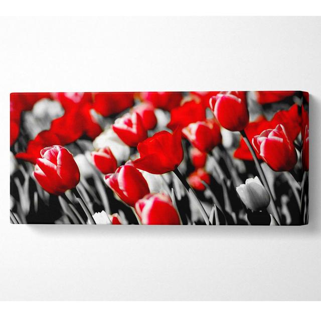 Red Tulips On B N W - Wrapped Canvas Panoramic Art Prints Ebern Designs Size: 71cm H x 162.5cm W x 10cm D on Productcaster.