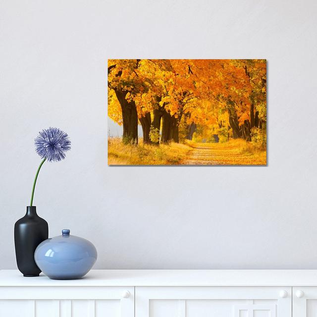 Poland, Jura, Maple Alley II by Mikolaj Gospodarek - Wrapped Canvas Print Alpen Home Size: 30.48cm H x 30.48cm W x 1.905cm D on Productcaster.