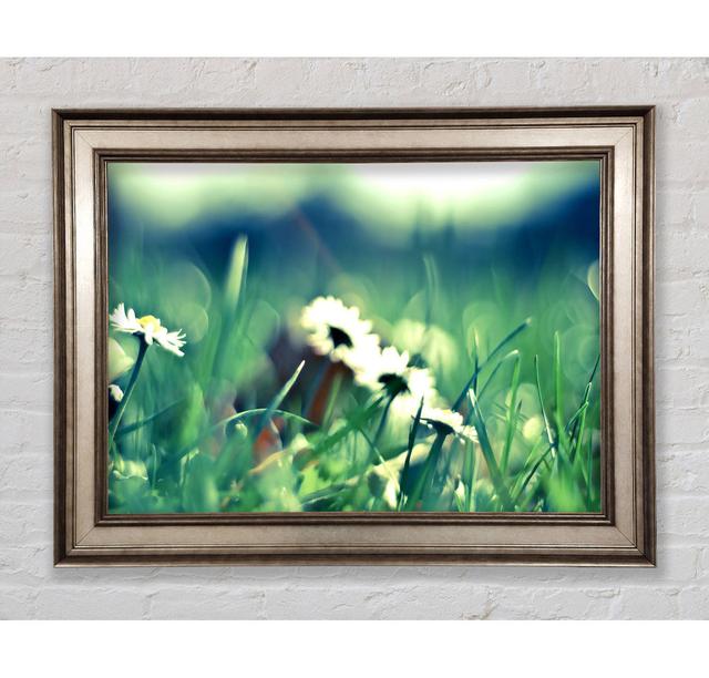 Daisies and Grass - Single Picture Frame Art Prints Bright Star Size: 29.7cm H x 42cm W on Productcaster.