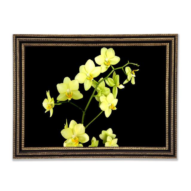 Gelber Stern Blumen auf Schwarz - Druck Brayden Studio Format: Poster mit Rembrandt-schwarzem/goldenem Rahmen, Größe: 84.1cm H x 118.9cm B x 3cm T on Productcaster.