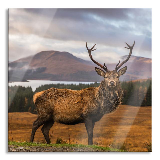 Ungerahmtes Foto auf Glas "Deer in a Breathtaking Landscape" Alpen Home Größe: 80 cm H x 80 cm B x 0.4 cm T on Productcaster.