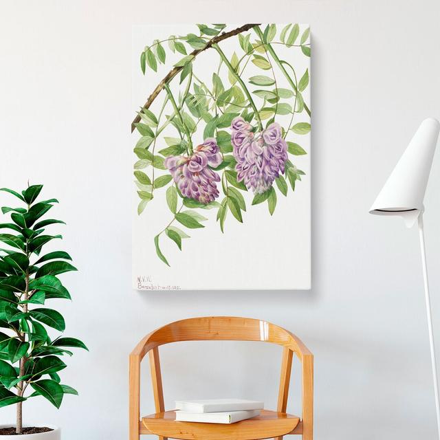 American Wisteria by Mary Vaux Walcott - Wrapped Canvas Painting East Urban Home Size: 50cm H x 35cm W x 3cm D on Productcaster.