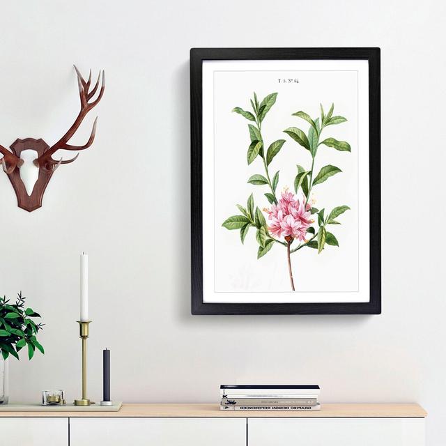 Azalea Flower in Pink by Pierre-Joseph Redoute - Picture Frame Painting Print on Paper East Urban Home Frame Option: Black Framed, Size: 63cm H x 45cm on Productcaster.