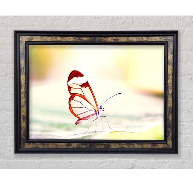 Transparent Winged Butterfly - Print Bright Star Size: 21cm H x 42cm W x 8cm D on Productcaster.