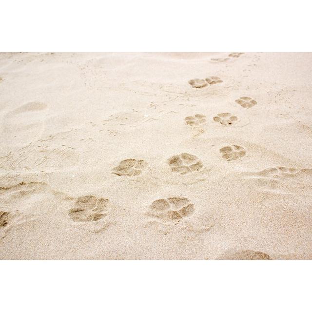 Dog Paw Footprint on Sand by Mydoc3737 - Wrapped Canvas Photograph Ebern Designs Size: 81cm H x 122cm W x 3.8cm D on Productcaster.