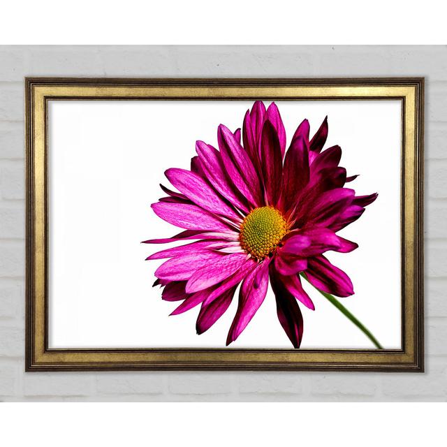 Single Cerise Daisy - Single Picture Frame Art Prints Ebern Designs Size: 84.1cm H x 118.9cm W x 1.5cm D on Productcaster.