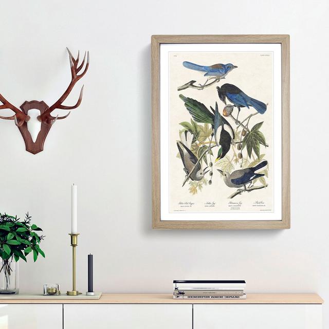 Magpie, Crow & Jay Birds by John James Audubon - Picture Frame Art Print on MDF East Urban Home Frame Option: Oak Framed, Size: 36cm H x 27cm W x 2cm on Productcaster.