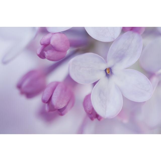 Spring Lilac - Wrapped Canvas Photograph 17 Stories Size: 81cm H x 122cm W on Productcaster.