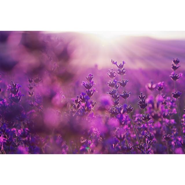 Blurred Summer Background of Lavender Flowers by Liusol - Wrapped Canvas Photograph Ebern Designs Size: 81.28cm H x 121.92cm W on Productcaster.