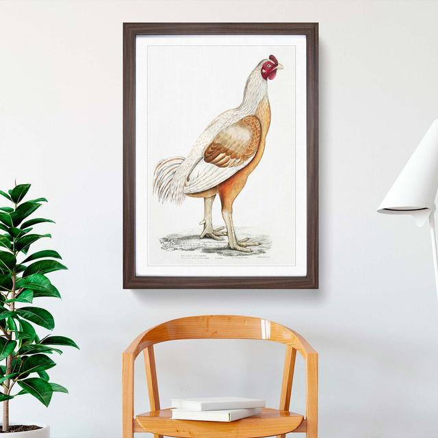 Malabar Cock by John Edward Gray - Picture Frame Art Print East Urban Home Frame Option: Walnut, Size: 76cm H x 50cm W x 2cm D on Productcaster.