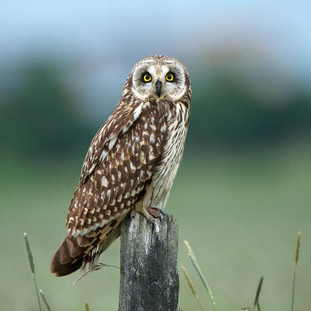 Owl - Wrapped Canvas Photograph Union Rustic Size: 91cm H x 91cm W x 3.8cm D on Productcaster.