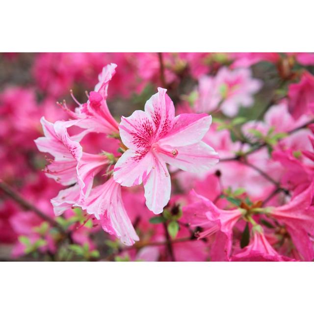 Blooming Azalea by Fstockfoto - Wrapped Canvas Photograph Pergo Classics Size: 20.32cm H x 30.48cm W on Productcaster.