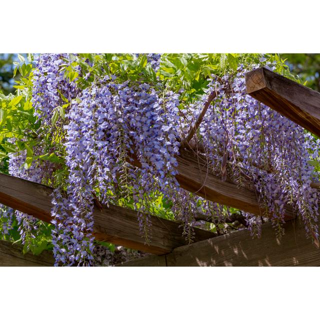 Wisteria Trellis by Alegrial - Wrapped Canvas Photograph 17 Stories Size: 51cm H x 76cm W on Productcaster.