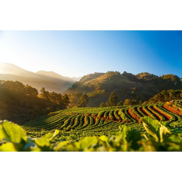 Defazio Sunrise In Strawberry Garden - Wrapped Canvas Print Alpen Home Size: 81cm H x 122cm W x 3.8cm D on Productcaster.