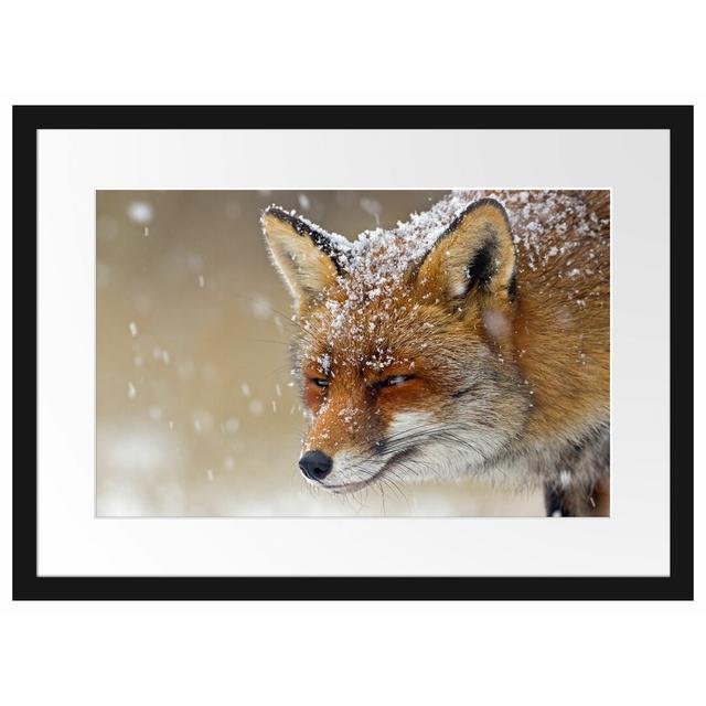 Fuchs im Schnee Gerahmter fotografischer Kunstdruck East Urban Home Größe: 30 cm H x 38 cm B x 2,5 cm T, Farbe: Braun on Productcaster.