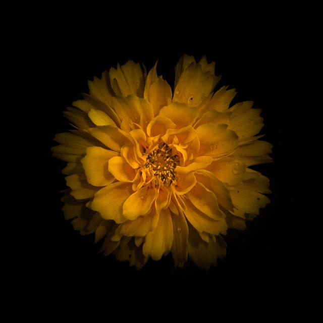 Yellow Dahlia by Brian Carson - Wrapped Canvas Art Prints 17 Stories Size: 122cm H x 122cm W on Productcaster.