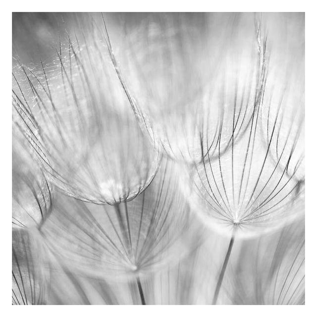 Dandelions Extreme Close-Up Black & White 3.36m x 3.36m Textured Matte Peel & Stick Wall Mural East Urban Home on Productcaster.