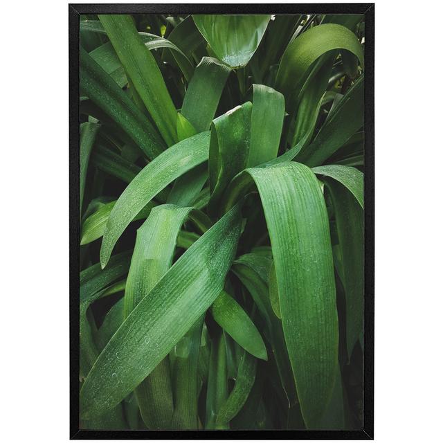 Northwick Tropical Leaves Closeup, Greenhouse, Atmospheric Background, Selective Focus - Single Picture Frame Art Prints Latitude Run Frame Option: Bl on Productcaster.