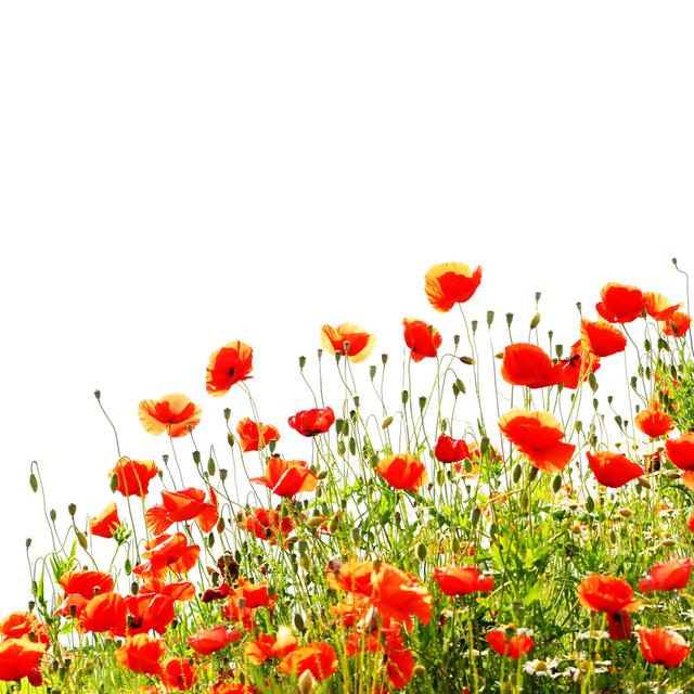 Red Poppies - Wrapped Canvas Print Ebern Designs Size: 122cm H x 122cm W x 3.8cm D on Productcaster.