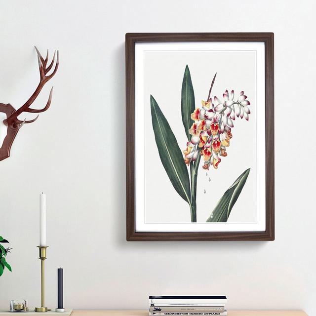 Renealmia Plant by R.J. Thornton - Picture Frame Painting Print East Urban Home Size: 36cm H x 27cm W x 2cm D, Frame Option: Walnut Framed on Productcaster.