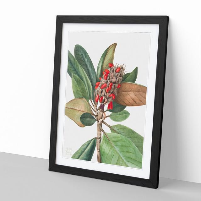 Southern Magnolia Vol.1 by Mary Vaux Walcott - Picture Frame Painting East Urban Home Frame Option: Black Framed, Size: 65cm H x 48cm W x 2cm D on Productcaster.