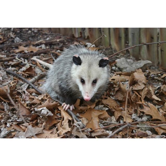 Possum Invasion by Maunger - Wrapped Canvas Print 17 Stories Size: 61cm H x 91cm W on Productcaster.