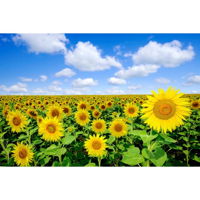 Sunflowers by Trout55 - Print Brambly Cottage Size: 81cm H x 122cm W on Productcaster.