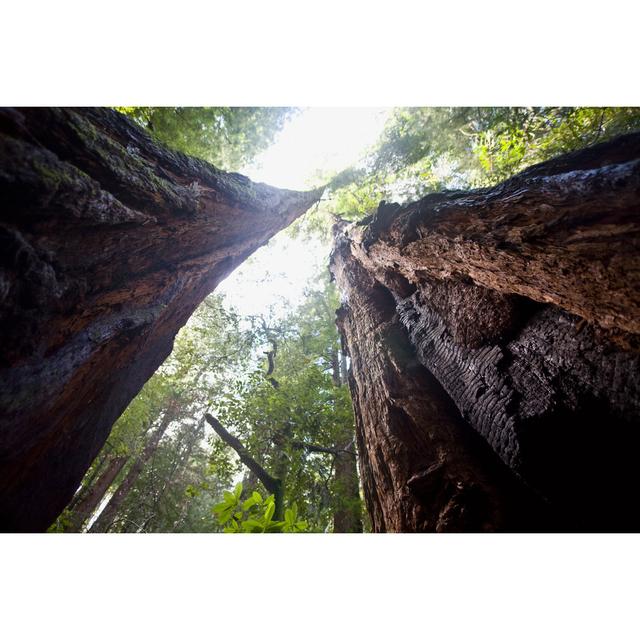 Redwood Forest by Mollerhaug - Wrapped Canvas Print Union Rustic Size: 51cm H x 76cm W x 3.8cm D on Productcaster.