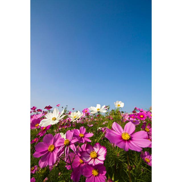 Cosmos Bipinnatus by Photoncatcher - Wrapped Canvas Photograph Ebern Designs Size: 30cm H x 20cm W x 3.8cm D on Productcaster.