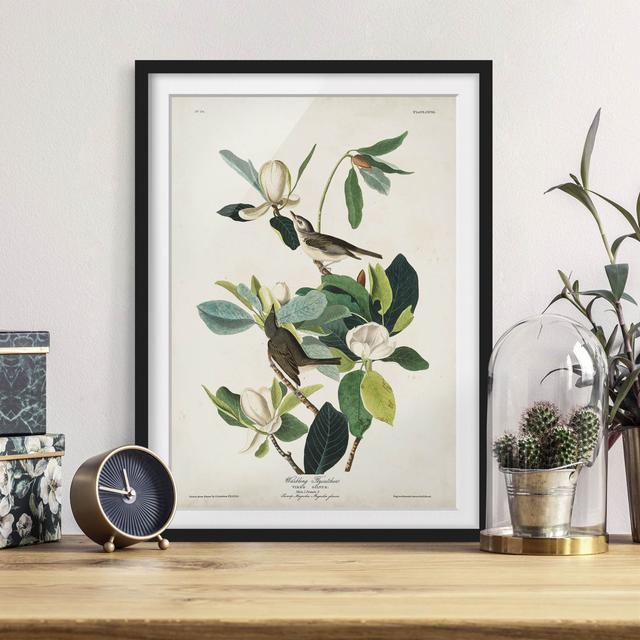 Vintage Educational Flycatcher - Picture Frame Graphic Art Marlow Home Co. Frame Option: Black Framed, Size: 100cm H x 70cm W x 2cm D on Productcaster.